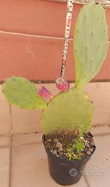 FICO D INDIA. Cactus. Piante