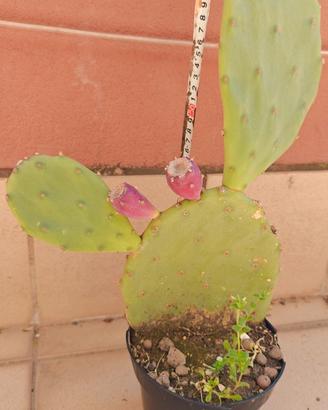 FICO D INDIA. Cactus. Piante