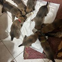 Pastore belga malinois