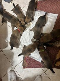 Pastore belga malinois