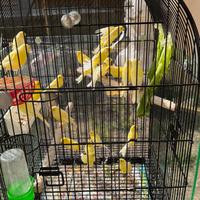 Canarini da canto malinois