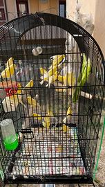 Canarini da canto malinois