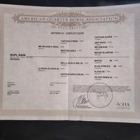 Cavallo appendix