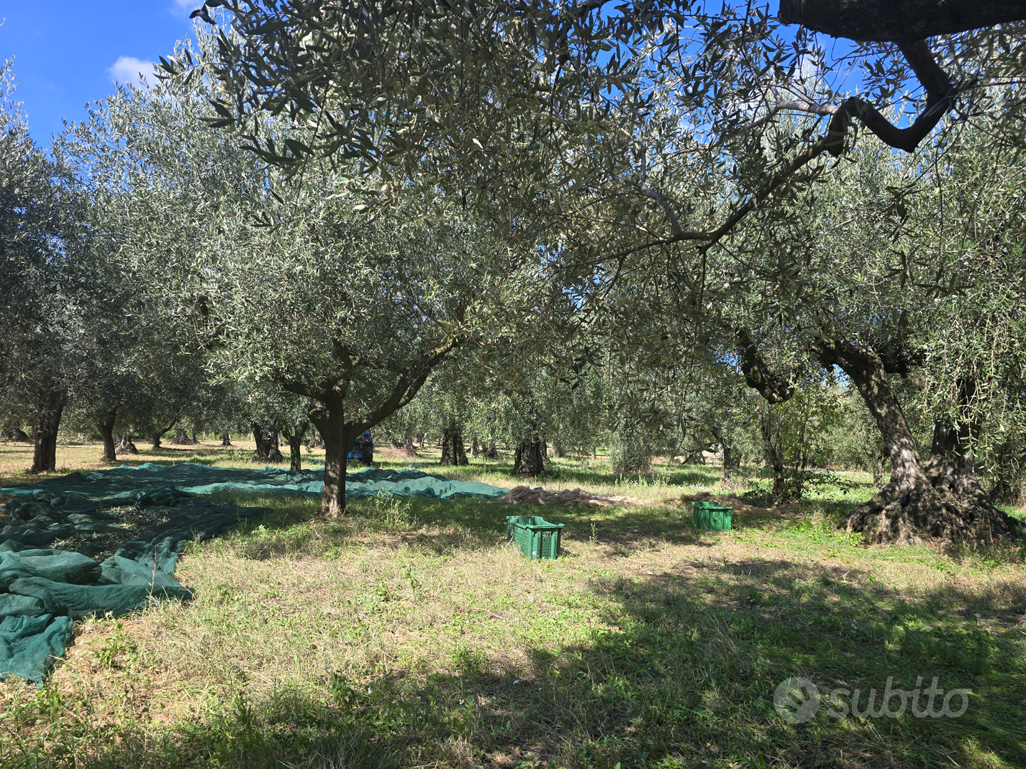 Terreno a uliveto - Vista 6