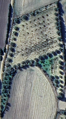 Terreno piantato a vite, ulivi, mandorle e frutta