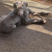 Weimaraner Con Pedigree Bracco Weimar