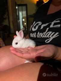 Coniglio nano bianco 1 mese