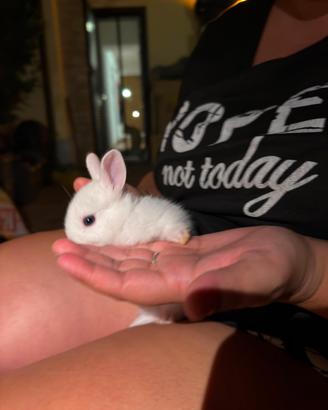 Coniglio nano bianco 1 mese