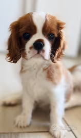Cucciolo di Cavalier King con pedigree