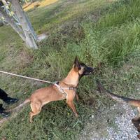 Pastore Belga Malinois