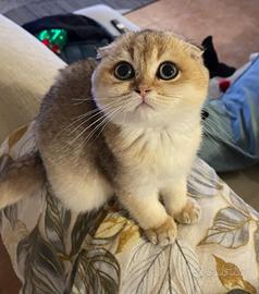 Scottish Fold