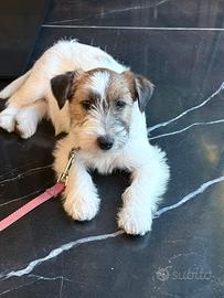 Jack Russell Femmina