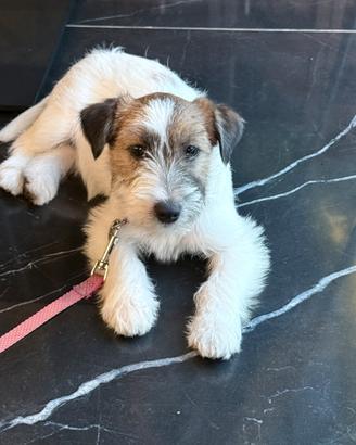 Jack Russell Femmina