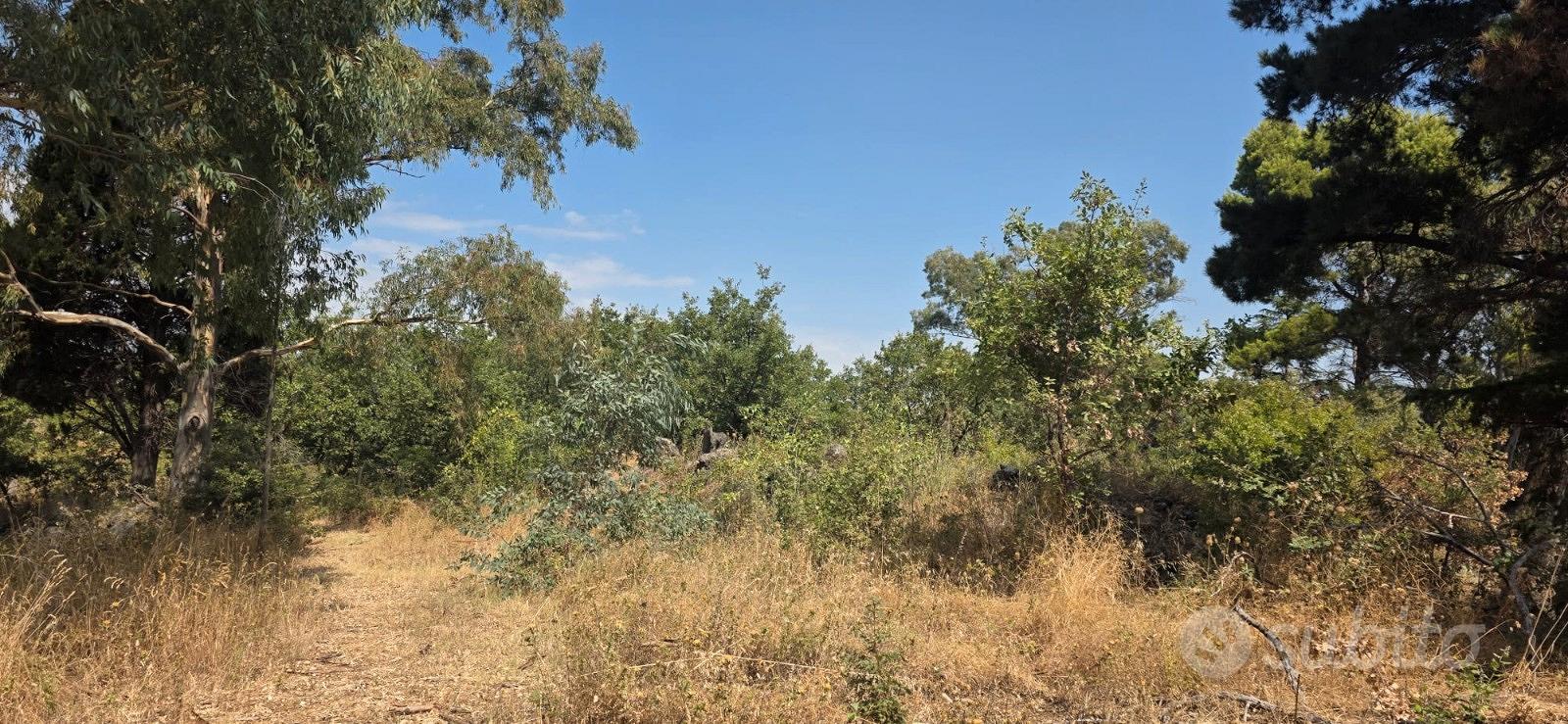 Piedimonte panormico terreno agricolo mq. 23.387 - Altro