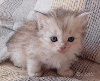 Gattini Siberiani ipoallergenici con pedigree