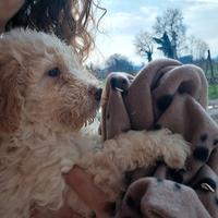 Cucciola lagotto romagnolo