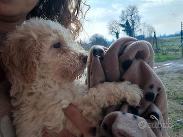 Cucciola lagotto romagnolo