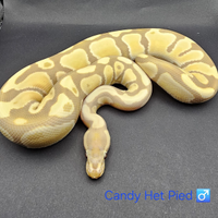 Pitone Reale Candy Het Pied