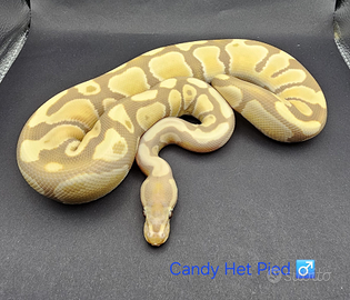 Pitone Reale Candy Het Pied
