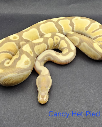 Pitone Reale Candy Het Pied