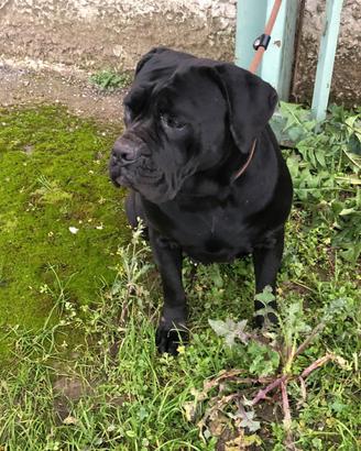 Femmina cane corso