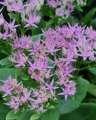 Sedum Telephium 