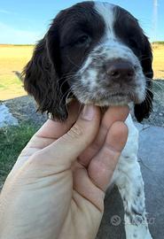 Springer spaniel