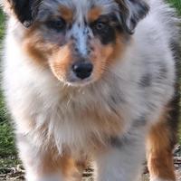 Cucciola pastore australiano pedigree