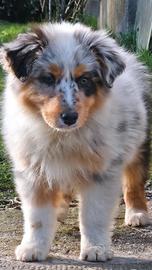 Cucciola pastore australiano pedigree