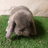 Conigli razza ariete nano e minilop