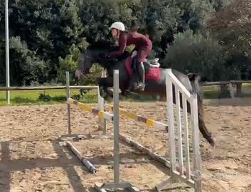 Straordinario pony da salto