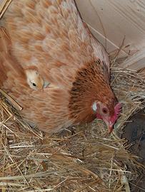 Pulcini di galline mugelline