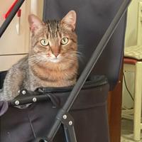 Lavoro serio pagamento ad ora