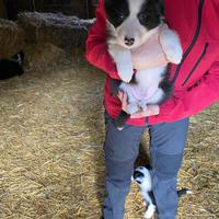 Cani Border Collie ?