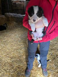 Cani Border Collie ?