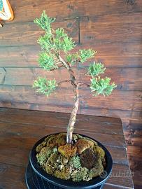 Bonsai di Ginepro. Visita il profilo.