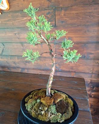 Bonsai di Ginepro. Visita il profilo.