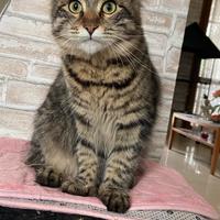 Cucciola di MAINE COON