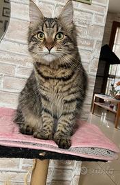 Cucciola di MAINE COON