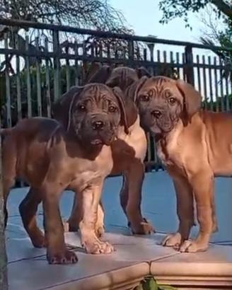 Cuccioli di CANE CORSO