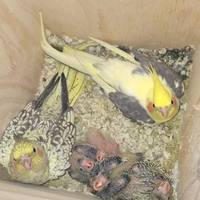 Calopsite allevati a mano