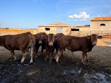 Vitelli Limousine