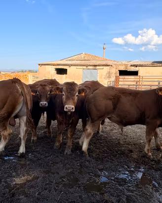 Vitelli Limousine