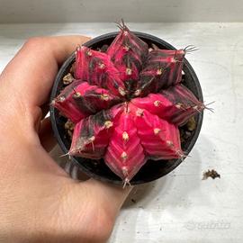 Pianta rara Gymnocalicium mihanovichii variegato