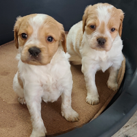 Breton pedigree enci