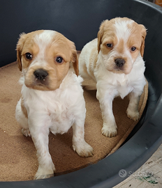 Breton pedigree enci