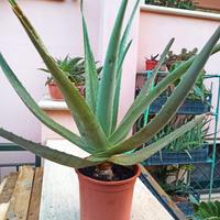 Aloe Vera