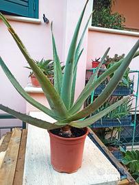 Aloe Vera