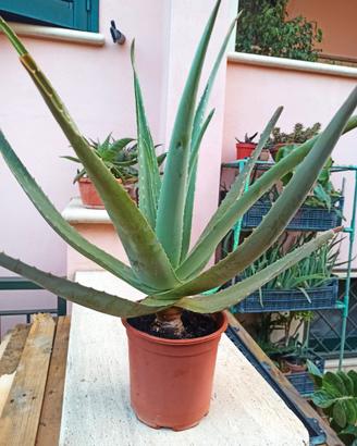Aloe Vera