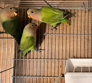 Pappagalli inseparabili